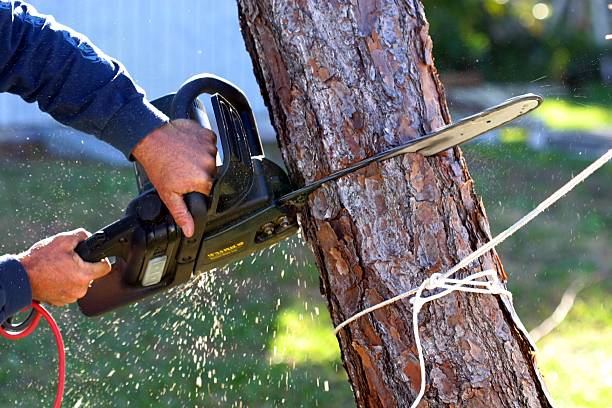 Best Hazardous Tree Removal  in USA